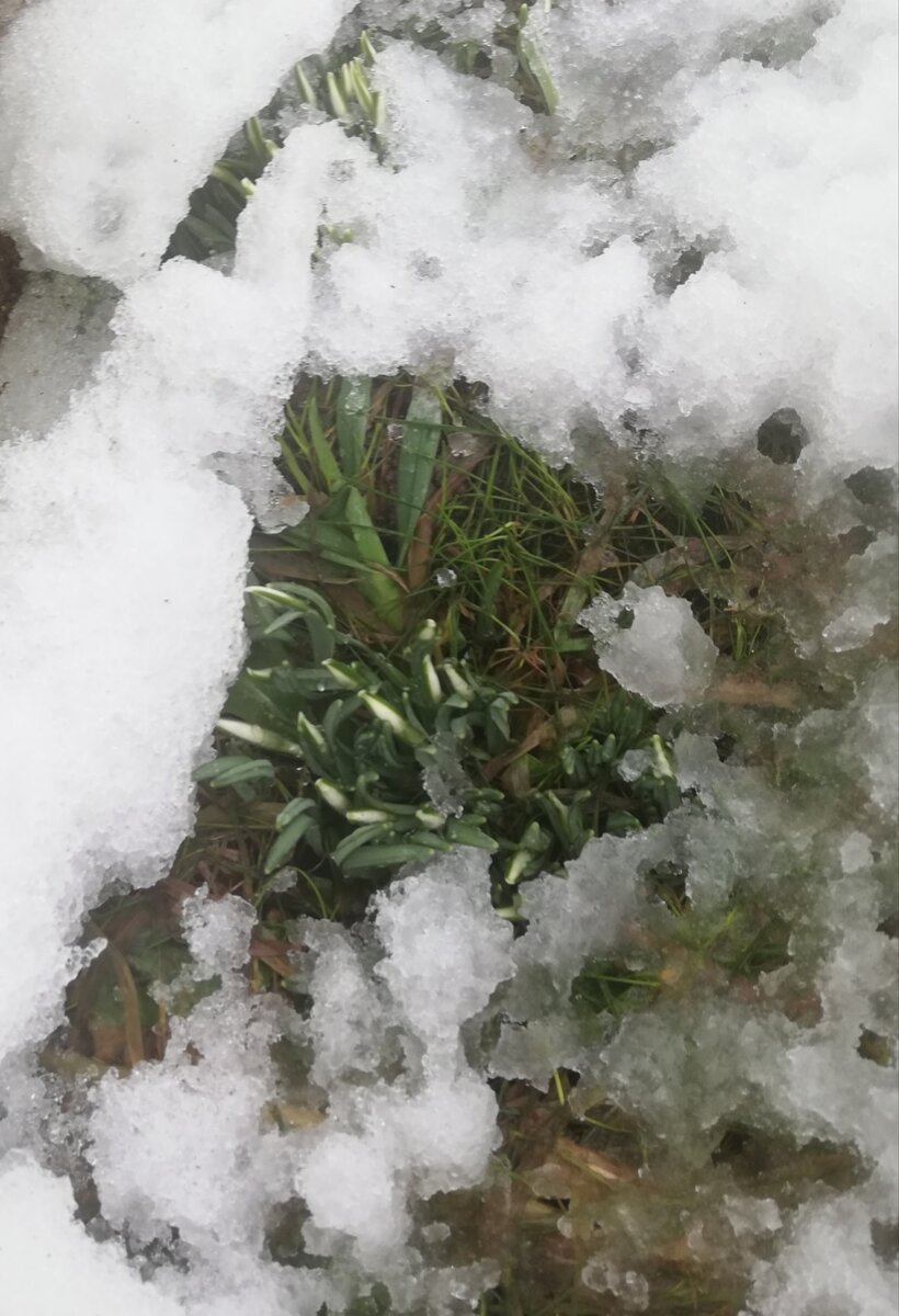 Первые подснежники.