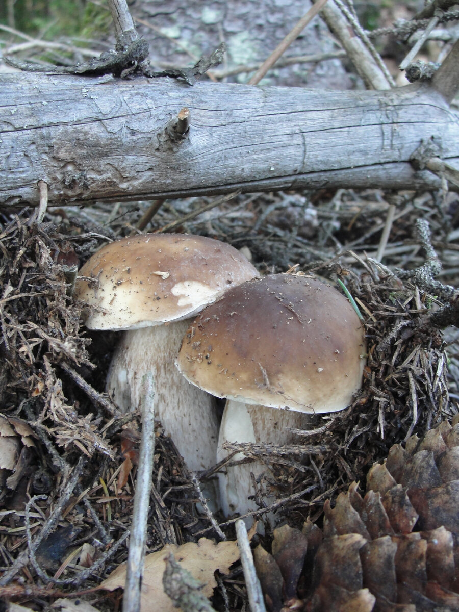 ВПЕЧАТЛЯЕТ? Фото автора канала ГРИБНОЙ ДНЕВНИК ЛИДИИ БАМ.