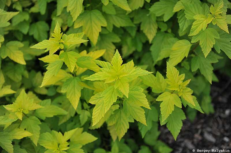 Золотой медальон