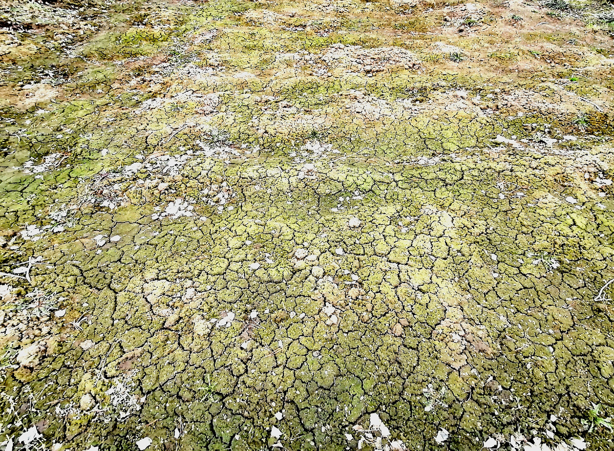Поле на котором сказали картошку  поросшее мхом.(Фото подверглось цвето корекции потому что место затемнённое в пасмурную погоду)