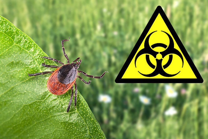 Мы поговорили со специалистами и узнали, какие болезни переносят эти маленькие насекомые, что делать, если тебя укусил клещ, и как обезопасить себя от встречи с паразитом.