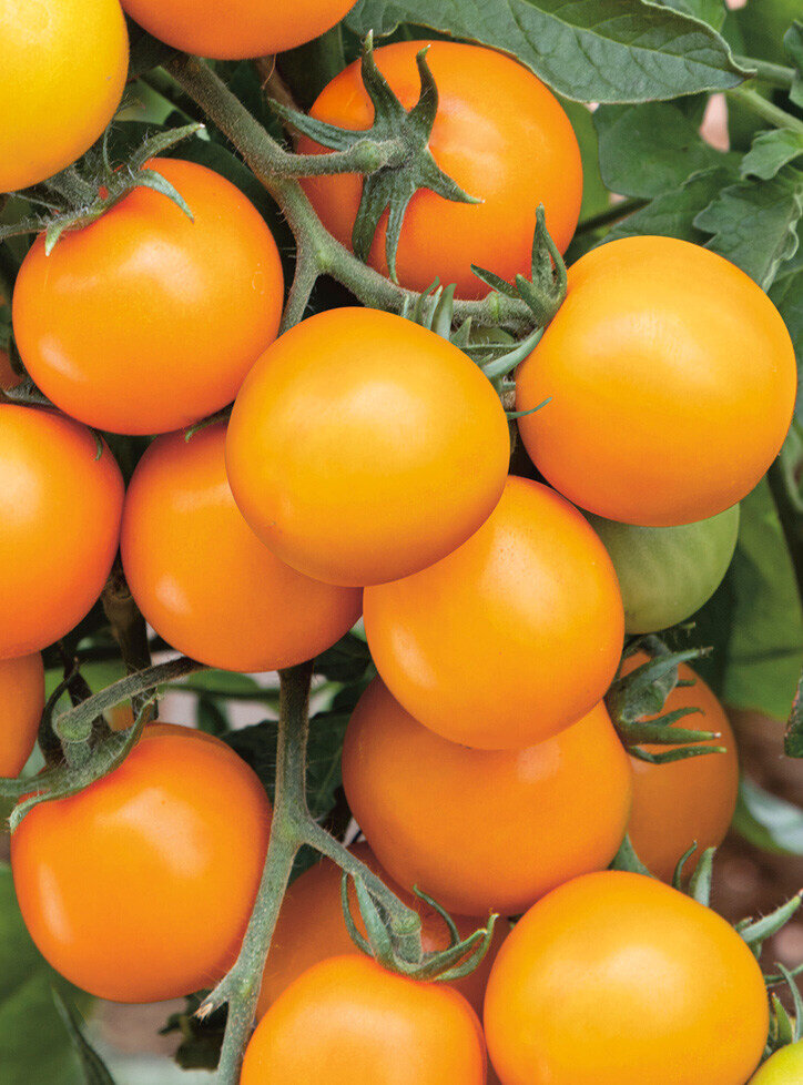 Фото из каталога Сады России