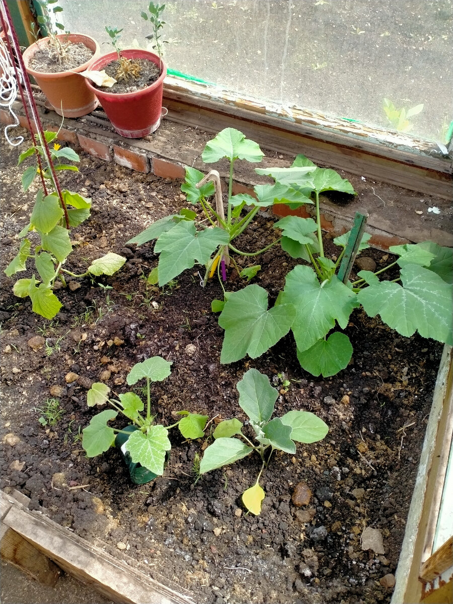 3 кабачка и баклажан 