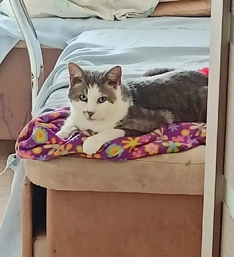 Джулай на домашней передержке 😻🐾
