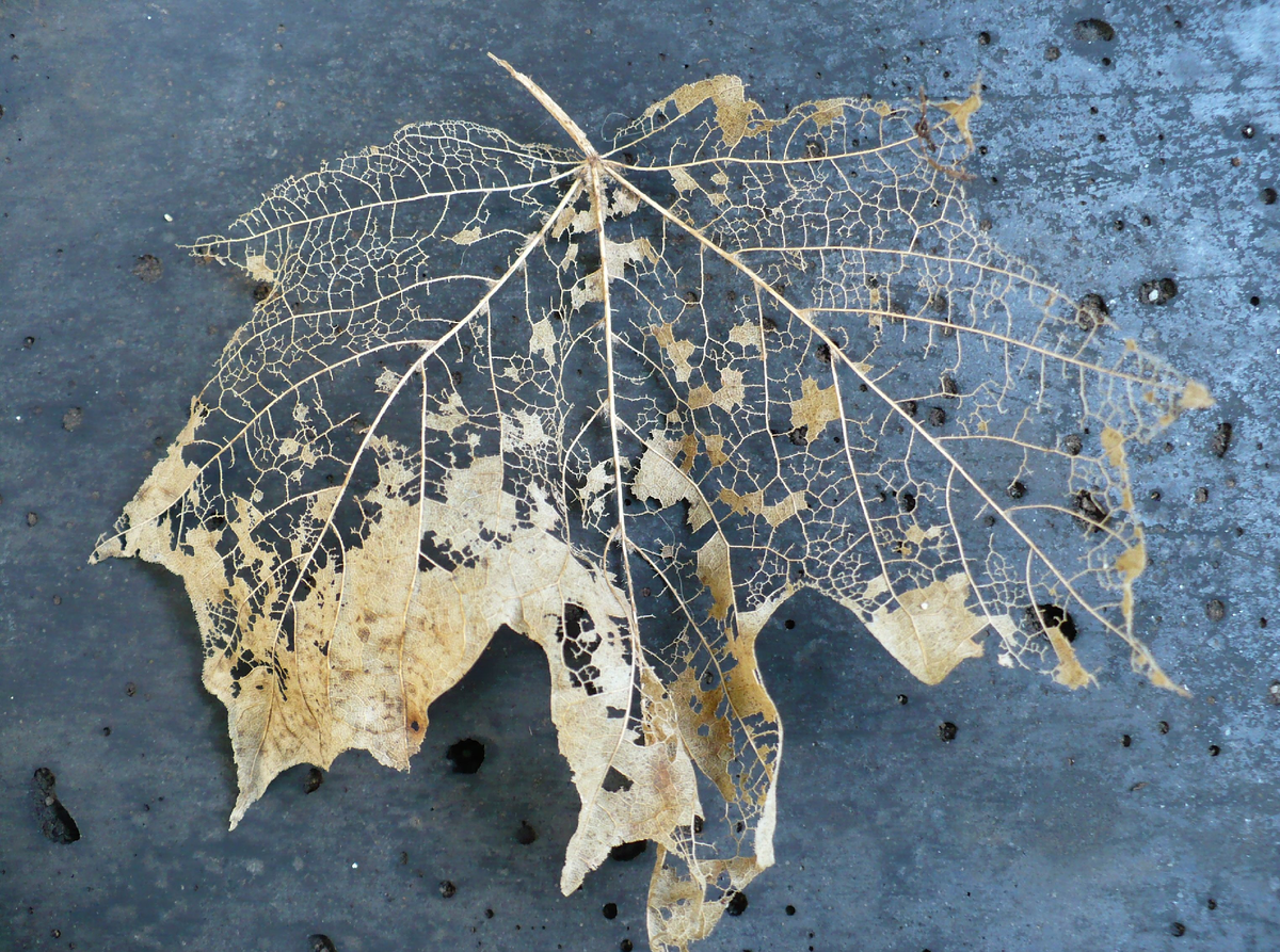 Скелетированные листья из ниток | Украшения своими руками | рукоделие | Постила