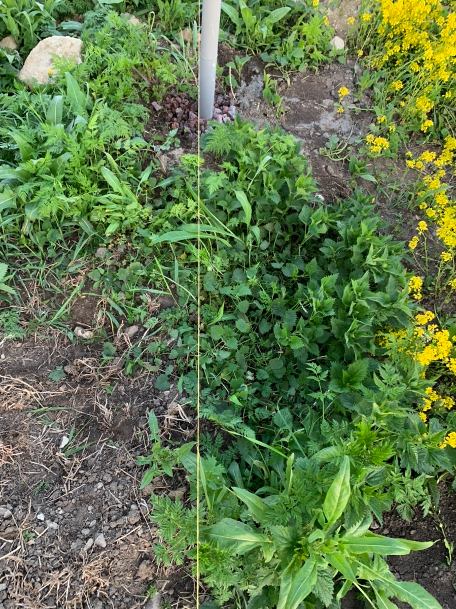 Ниточка - это граница нашего участка. Справа это территория соседа. Слева - наша. Линия среза крапивы хорошо видна.