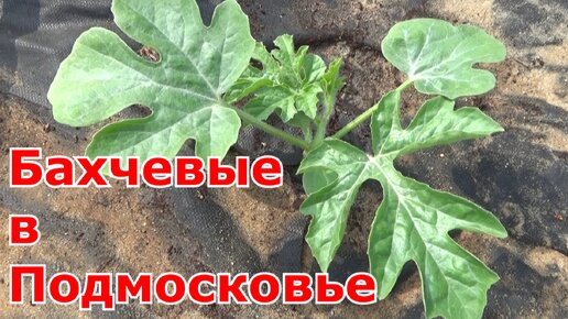 Выращивание арбузов и дынь в Подмосковье. Сорта, посев на рассаду, высадка в грунт и в бочки.