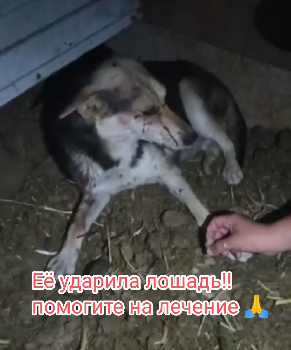 Друзья, собачку с конюшни забрали! Стоило это конечно больших усилий, он оказался агрессивным, и даже покусал людей... Дружить не хочет совсем.. 
Слава богу переломов нет. ЧМТ. Пока не кушает. Колят антибиотики. Отвезли его  на передержку. 
Будем благодарны любой помощи🙏 Нужно докупить лекарства и шприцы. Нужно оплатить передержку.. Надеюсь он поправится... 🙏

💳Карта сб 2202 2024 6687 1666
Прикреплена к номеру 89178312475 (НЕ ДЛЯ ЗВОНКОВ!) на имя
Елена Леонидовна Т.
💳 Карта Тинькофф 5213243915883746 на имя Елена Леонидовна Т.
💳 Карта ВТБ  2200 2404 4782 2665 на имя Елена Леонидовна Т
💰Киви-кошелек 8 960 892 17 31
📱Голодный номер 8 960 892 17 31
☎️ 8 960 892 17 31
По поводу переводов из-за границы,  работает корона пей. Пишите в личку
https://vk.com/club197011667
Фин отчёт в обсуждениях
#собака_с_конюшни