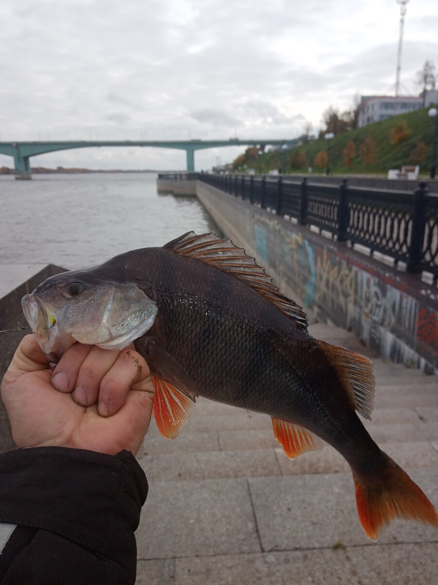 И это далеко не трофей!