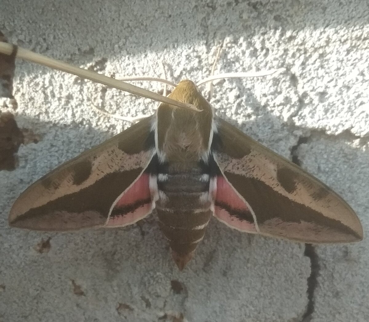 Взрослые бражники питаются нектаром цветов, поэтому не только не вредят, но и приносят пользу, опыляя растения. 