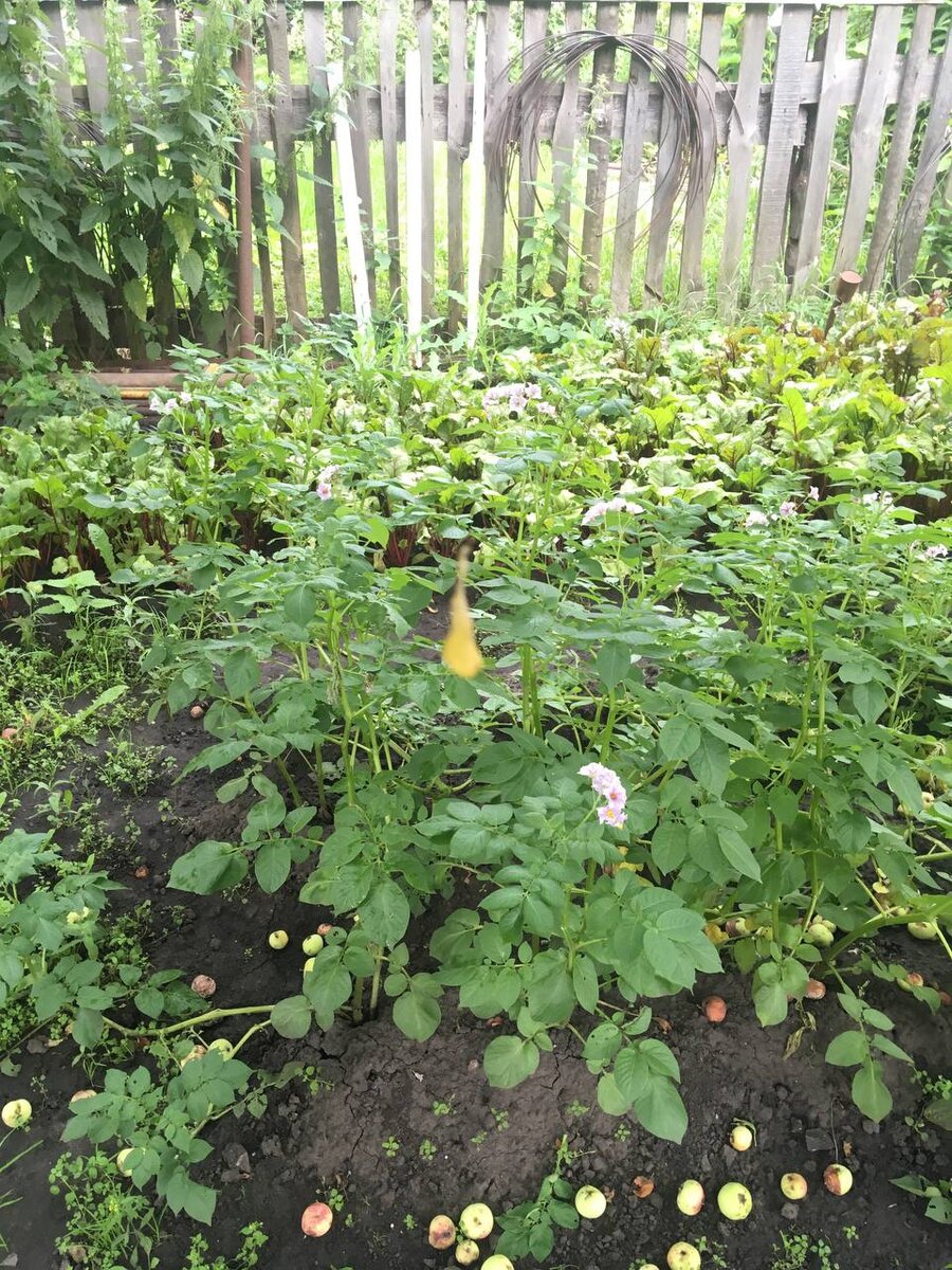 Ботва колосится под яблонями