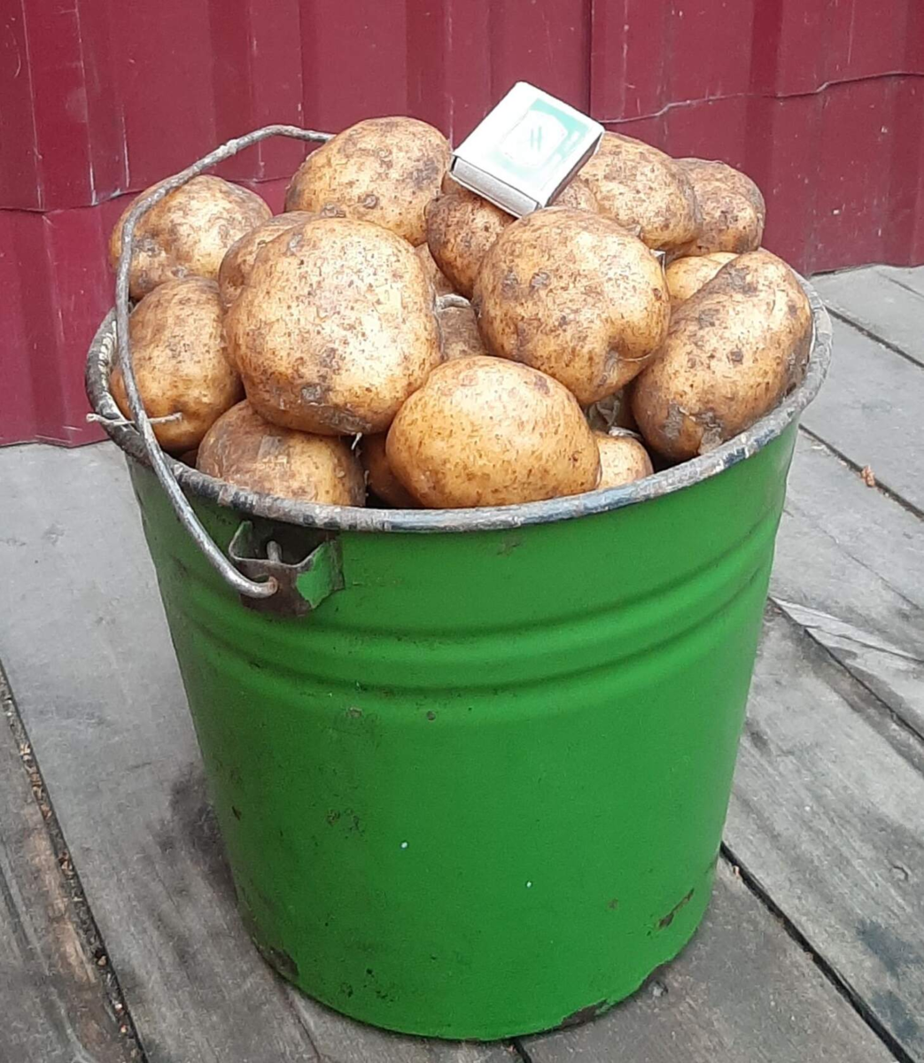 Сколько весит ведро картошки. Картофель. Картофель в ведре. Ведро картошки рынок. Картофель деревенский ведро.