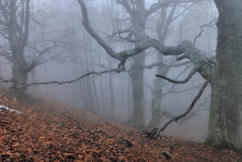 Лихолесье. Лес призраков. Лес темный страшный. Призрачный лес. Страшный лес с глазами.