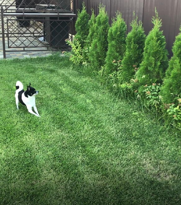 Любит порезвиться на газоне.