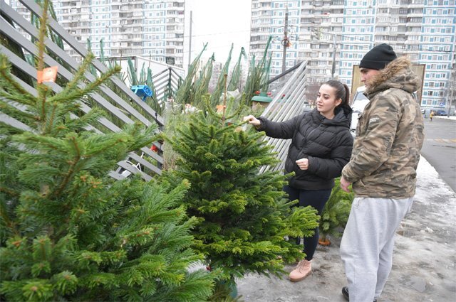   В каких случаях за новогоднюю елку грозит штраф?