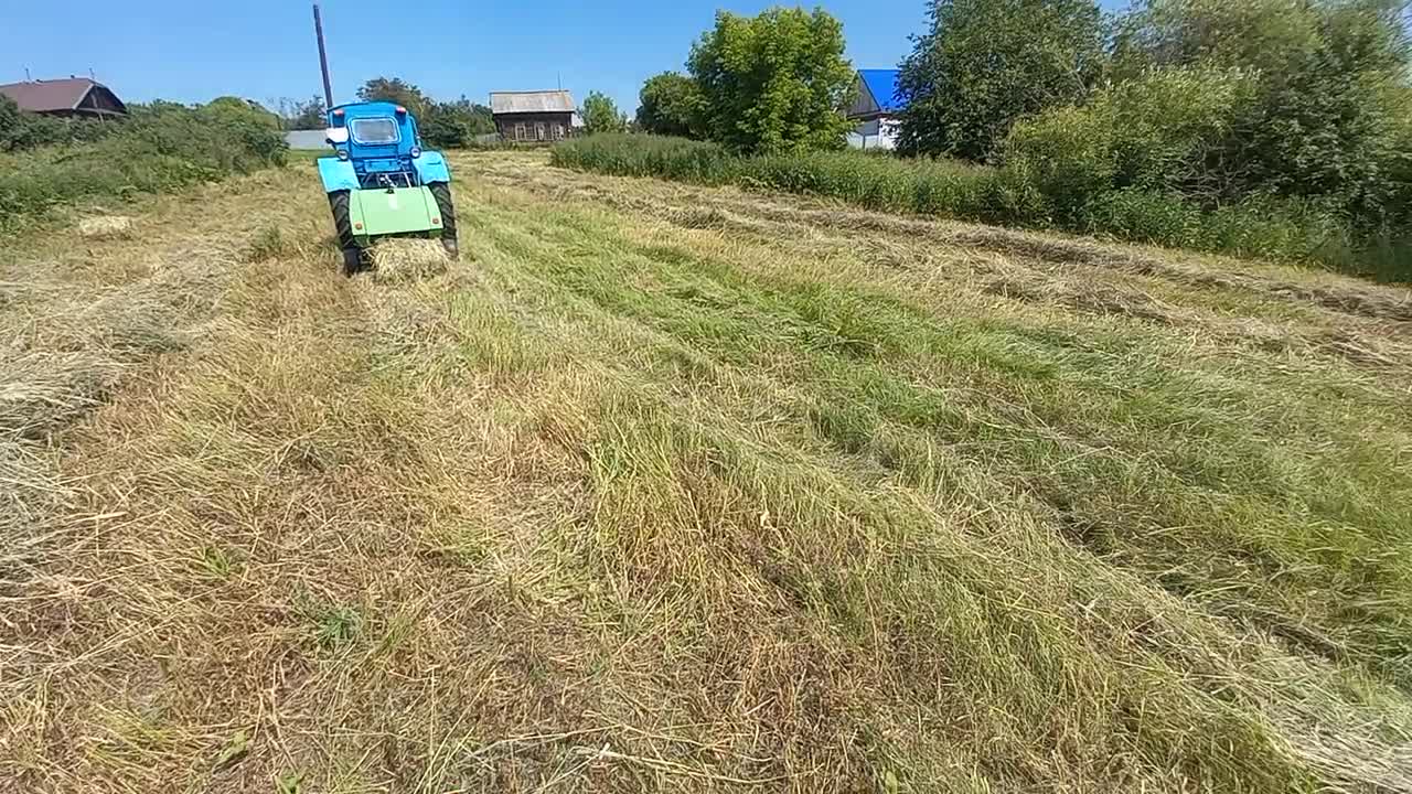 За сеном в поле. — Племенные кролики из Европы