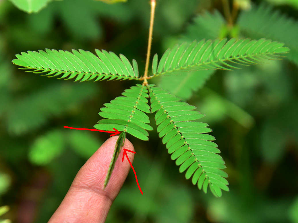 Листек. Мимоза стыдливая. Стыдливая Мимоза растение. Цветок Mimosa pudica. Мимоза стыдливая дерево.