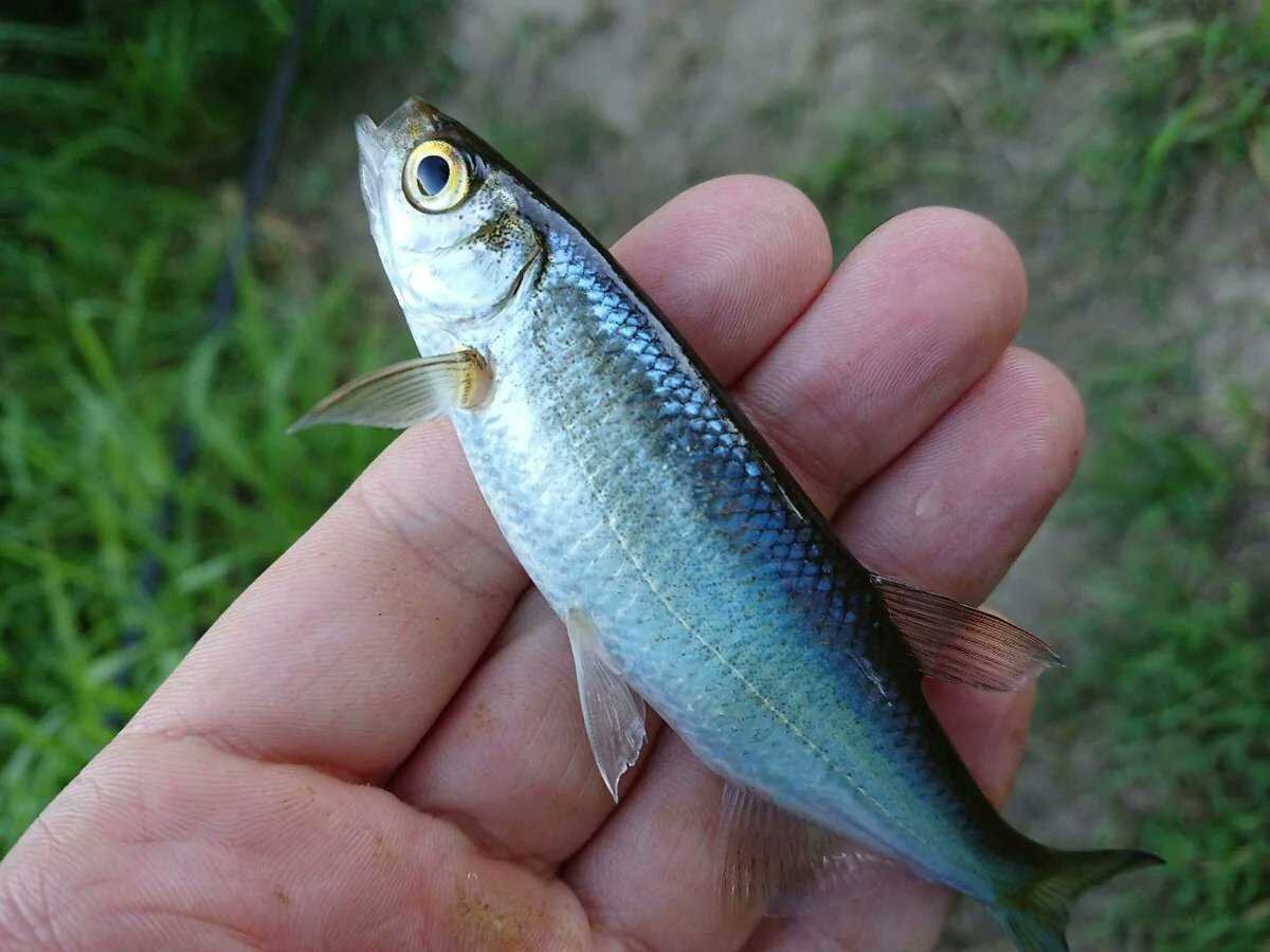 Верховка Leucaspius delineatus. Верхоплавка и уклейка. Уклейка рыба. Уклейка Alburnus Alburnus.