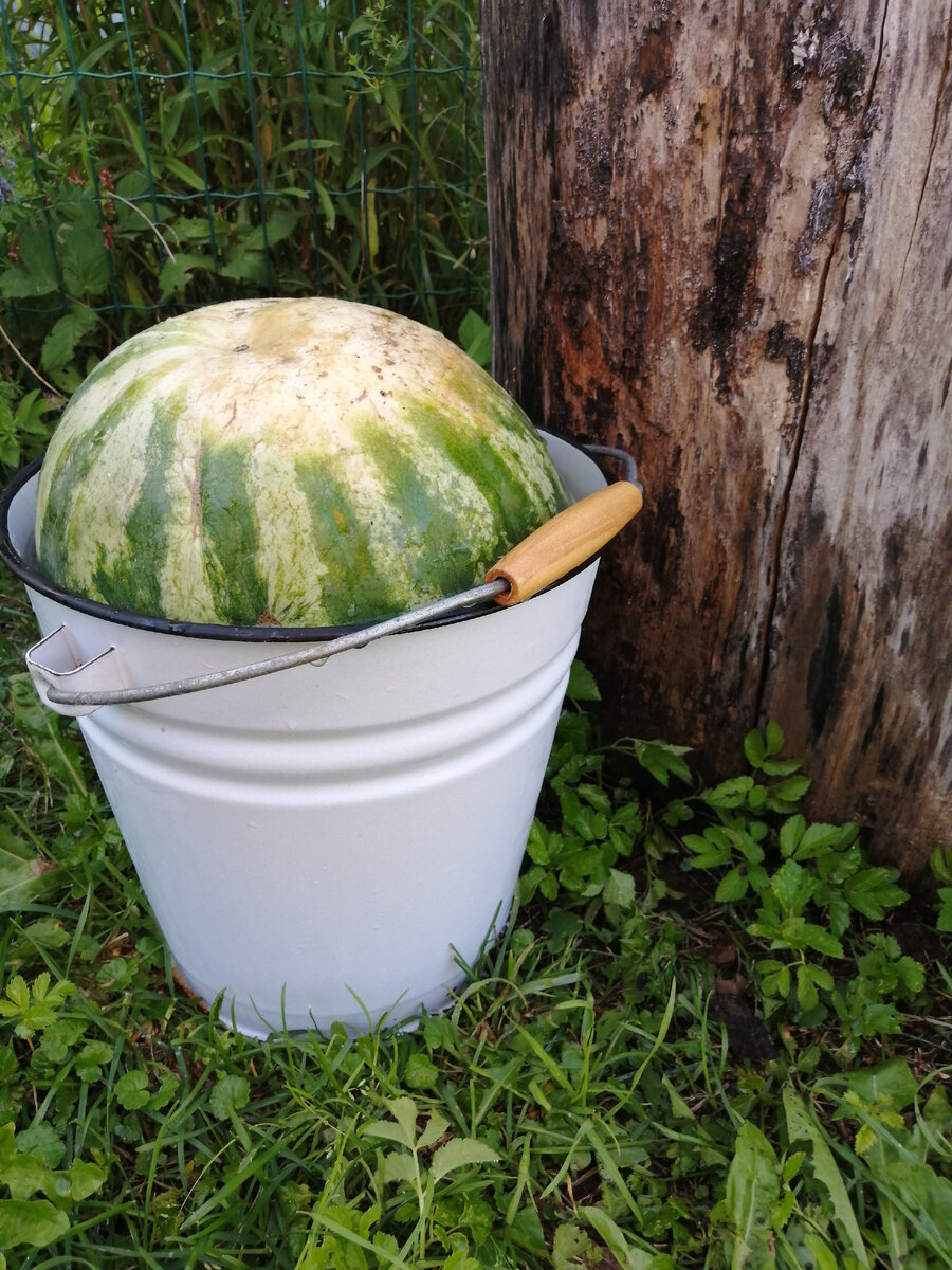 положили в ведро чтоб удобнее было его нести. а ничего подобного. нести арбуз удобнее в руках. такой экстрим непередоваемый.под ногами ничего не видно. идешь и боишся споткнуться у хлопнуться вместе с арбузом. Даже не знаю сколько в нем килограмм. 