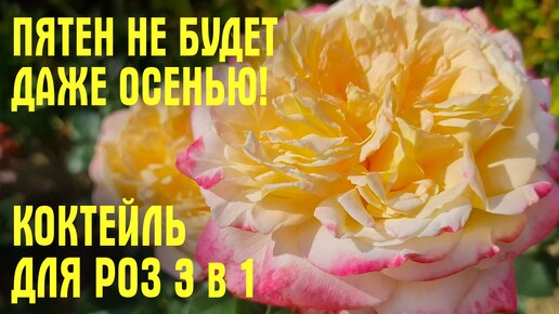 Розы не заболеют даже осенью, опрыскала перед дождём и теперь сплю спокойно. Рецепт коктейля 3 в 1