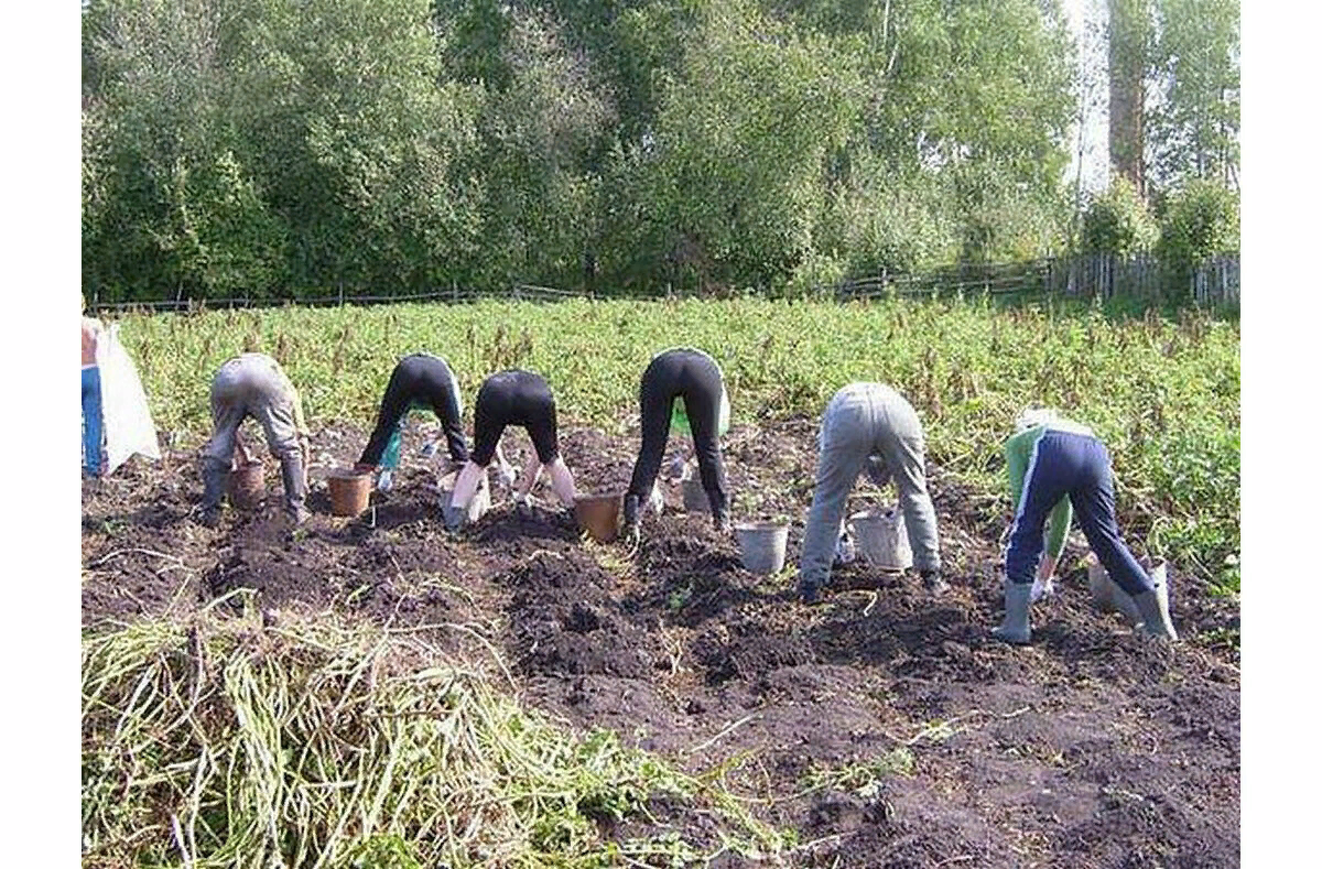 Беспощадная борьба за урожай