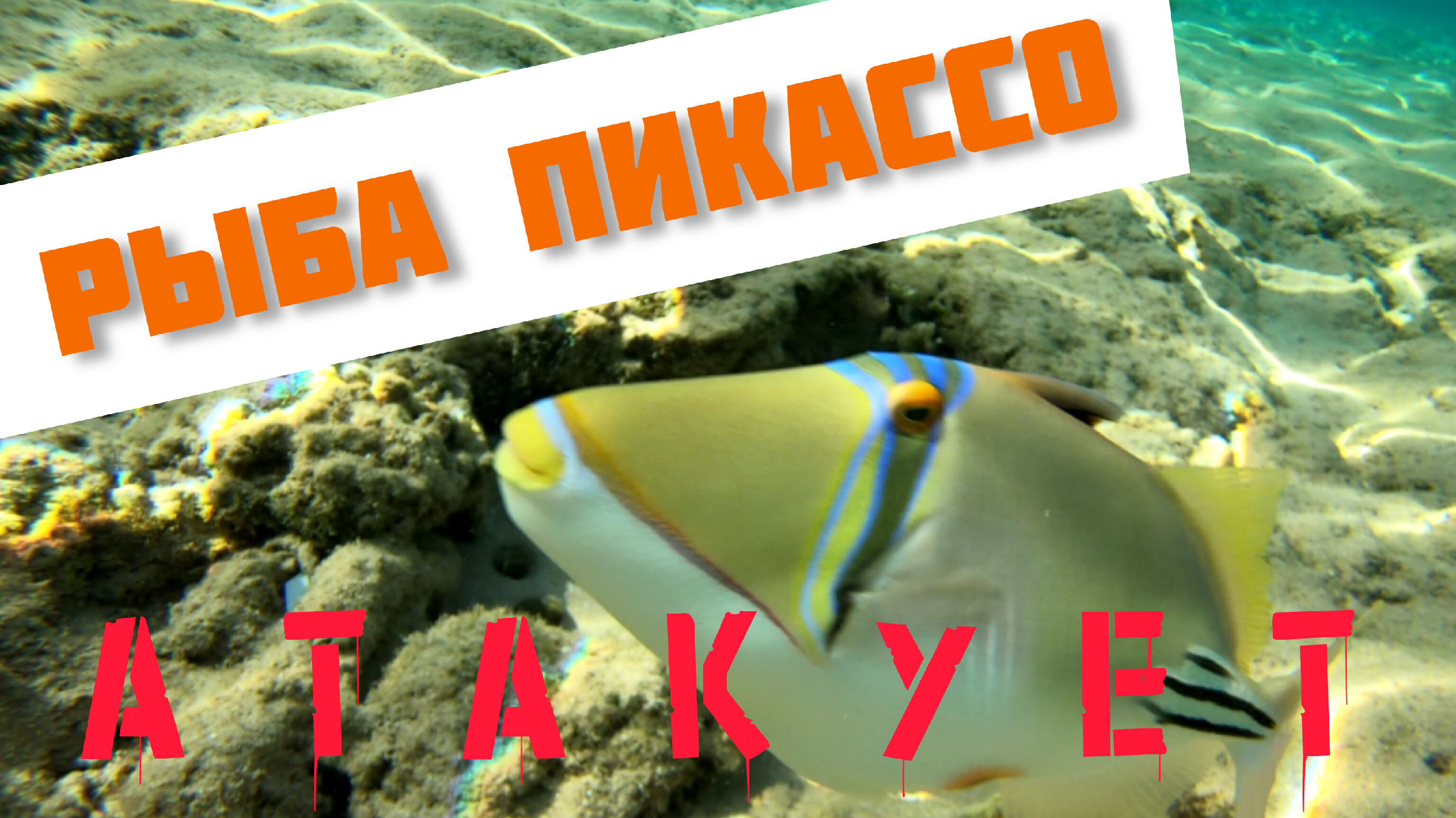 Рыба пикассо