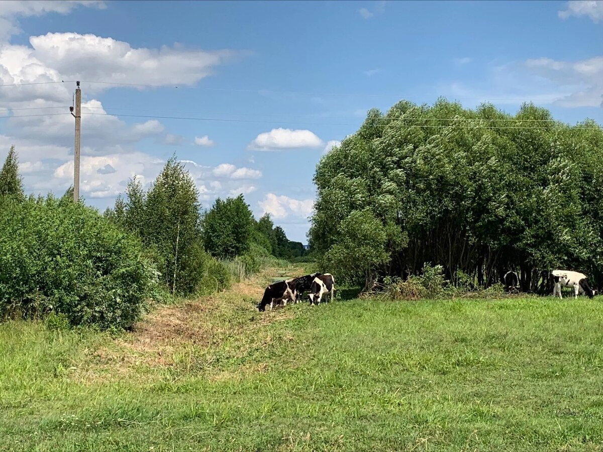 Как испортили самое чистое озеро под Гродно так и не выяснили — специалисты  природоохранной инспекции исследование не проводили | Новости Гродно s13.ru  | Дзен