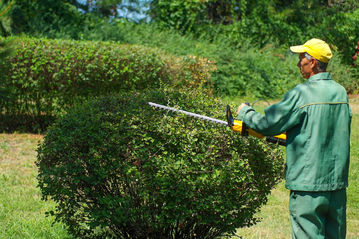 Denzel RBC510-36 Cordless Brush Cutter – аккумуляторный садовый кусторез с мощным коллекторным электромотором на 36V, комплектующийся сразу двумя аккумуляторами. Что из этого вышло, узнаем далее.-16-3