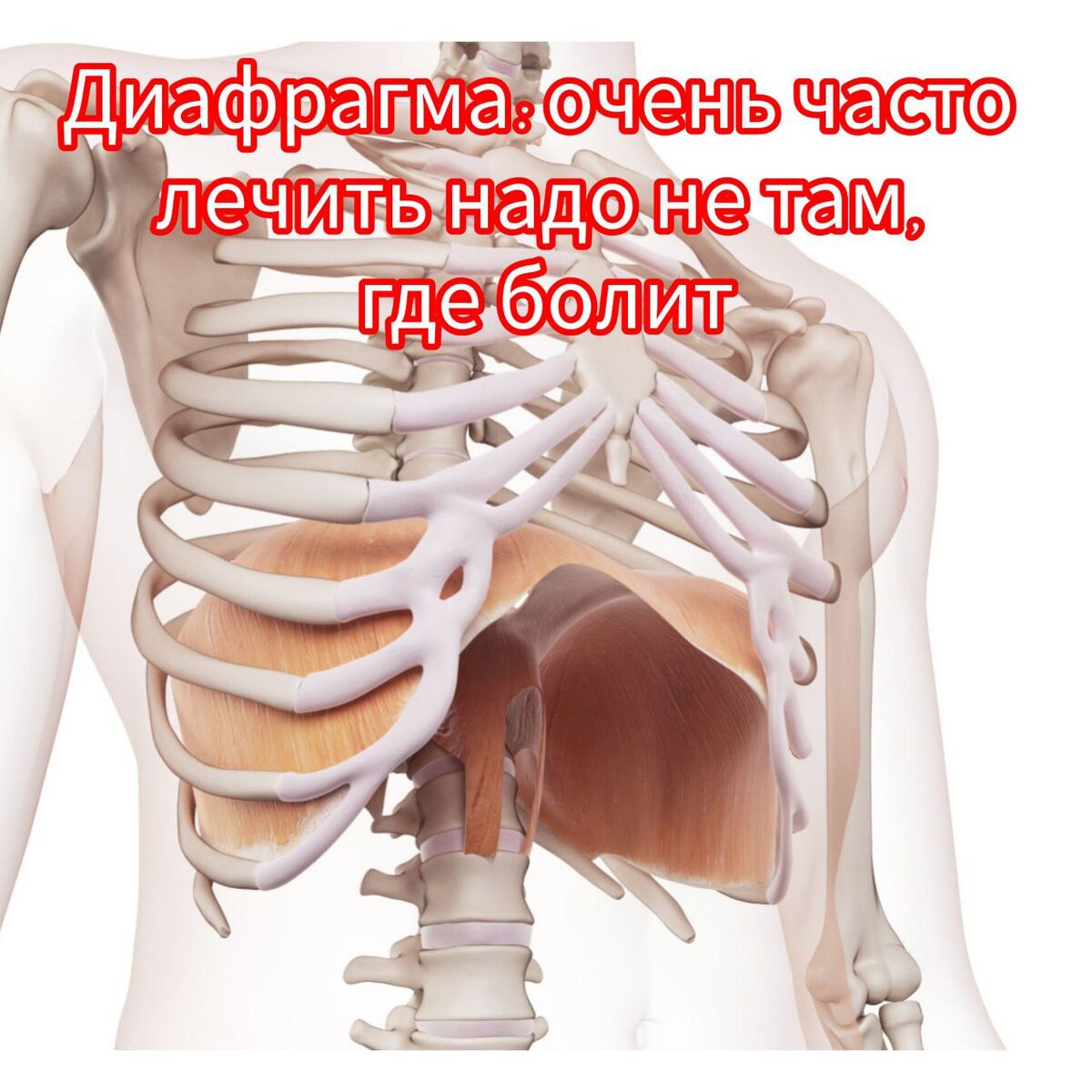 Знаете ли вы, что мы дышим диафрагмой?