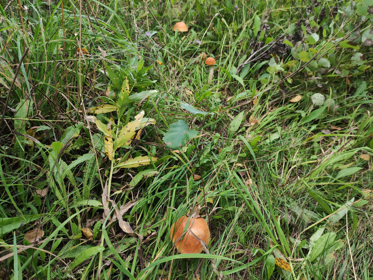 Прятались в нехоженой траве