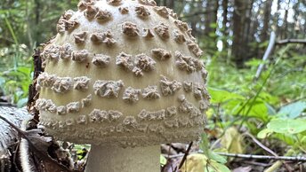 Сезонный грибной видео-гид. Часто встречающиеся, но многим неизвестные, виды грибов.