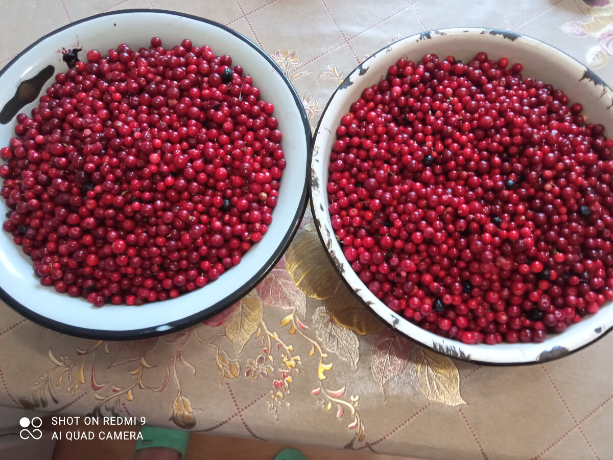 Показываю, что привезла ещё из карельского леса. Делюсь вкусным рецептом  варенья из брусники на зиму | Блогерство на пенсии | Дзен