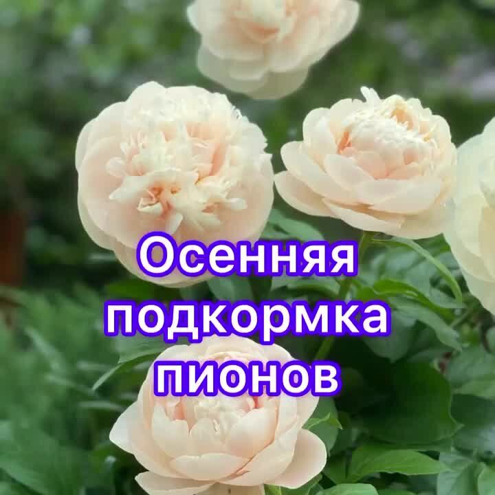 Наши клиенты