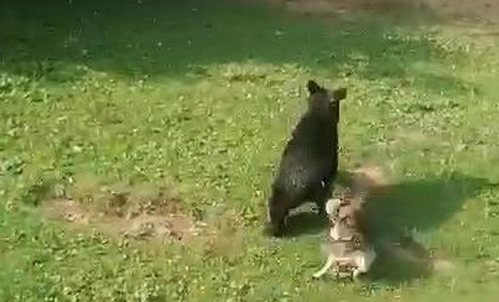    Медведь подрал цыплят и испугал дачников в Южно-Сахалинске