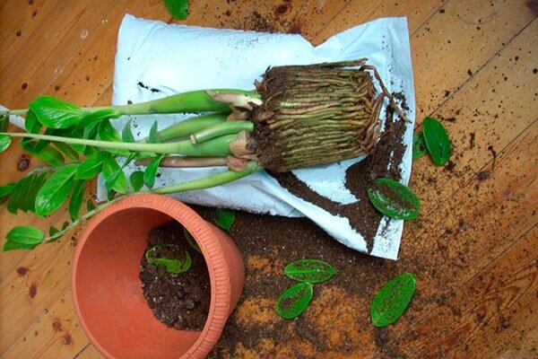 Замиокулькас – растение, которое способно приспосабливаться к различным условиям. Оно хорошо справляется как с ярким солнечным освещением, так и с полутенью, способно процветать при любых температурах.-2
