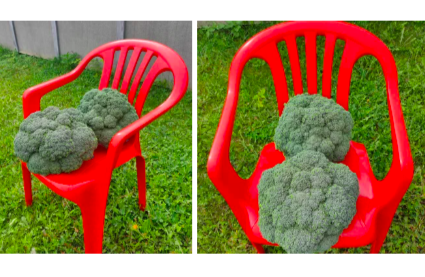 Скрин со своего поста прошлого года. Фото нашей капусты. Кресло взрослое, стандартное.