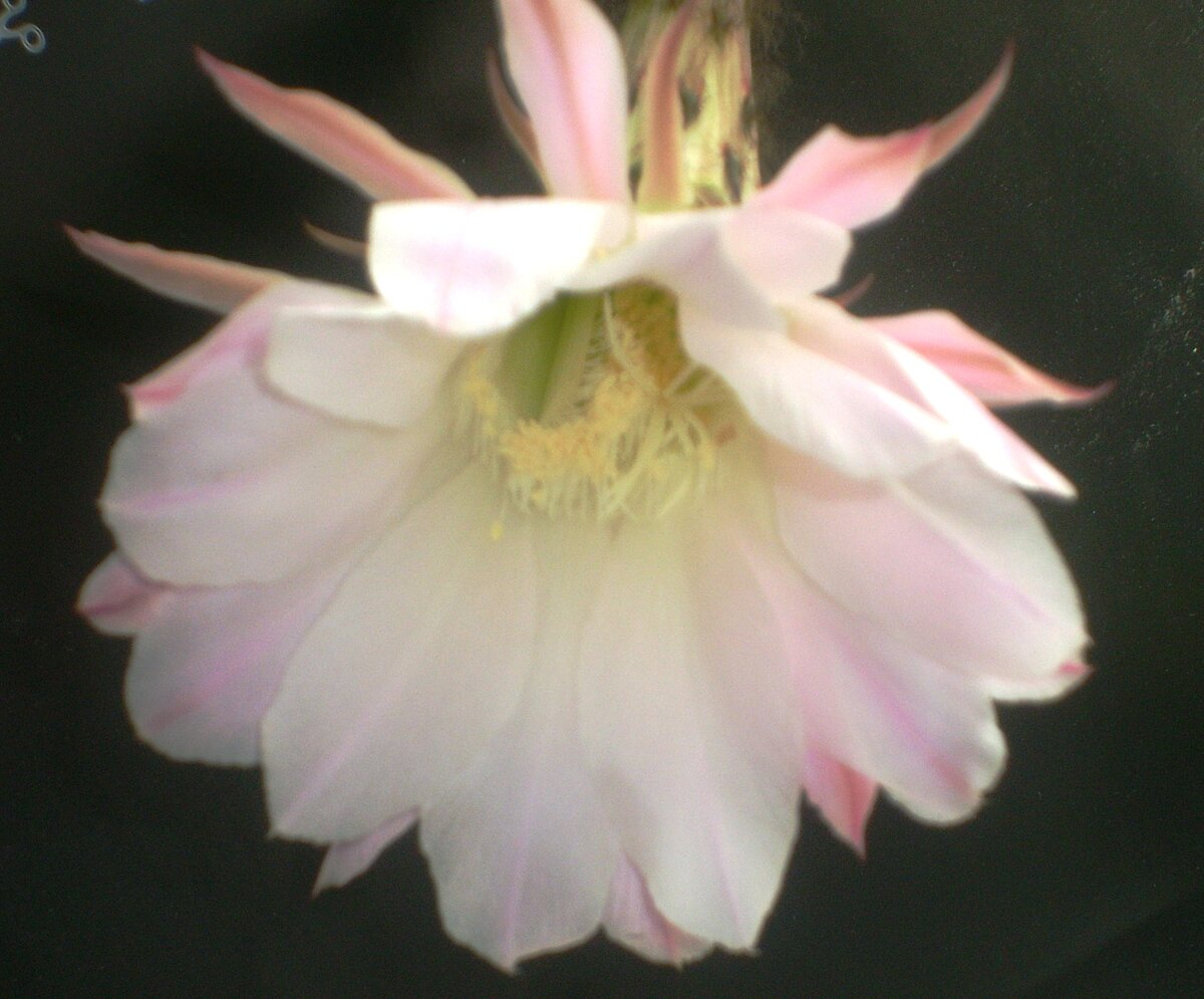 Кактус на ночном окне