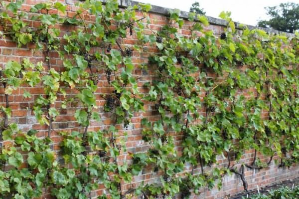 Как посадить виноград в Подмосковье и какой сорт лучше выбрать
