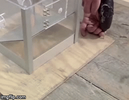 Даже так попугай смог сообразить