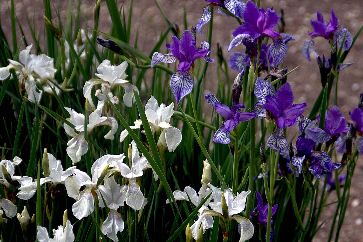 Ирис Сибирский Iris sibirica