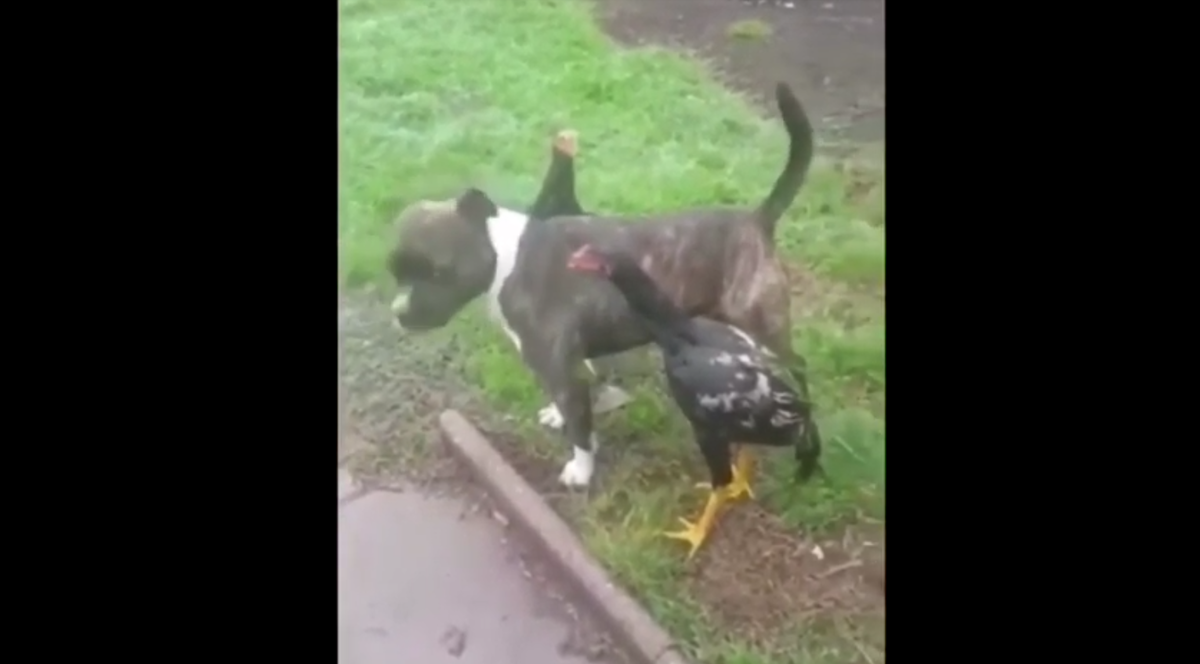 Кадр видео youtube.com/insta show