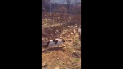 Психованные коты атакуют овчарку.