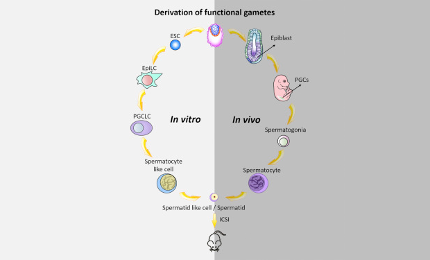 Схема развития спермы in vitro и in vivo

Quan Zhou et al., Cell, 2016