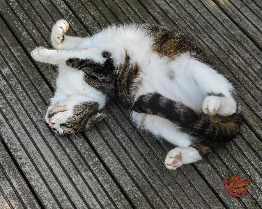 Автор фото: christels https://pixabay.com/images/id-2855509/