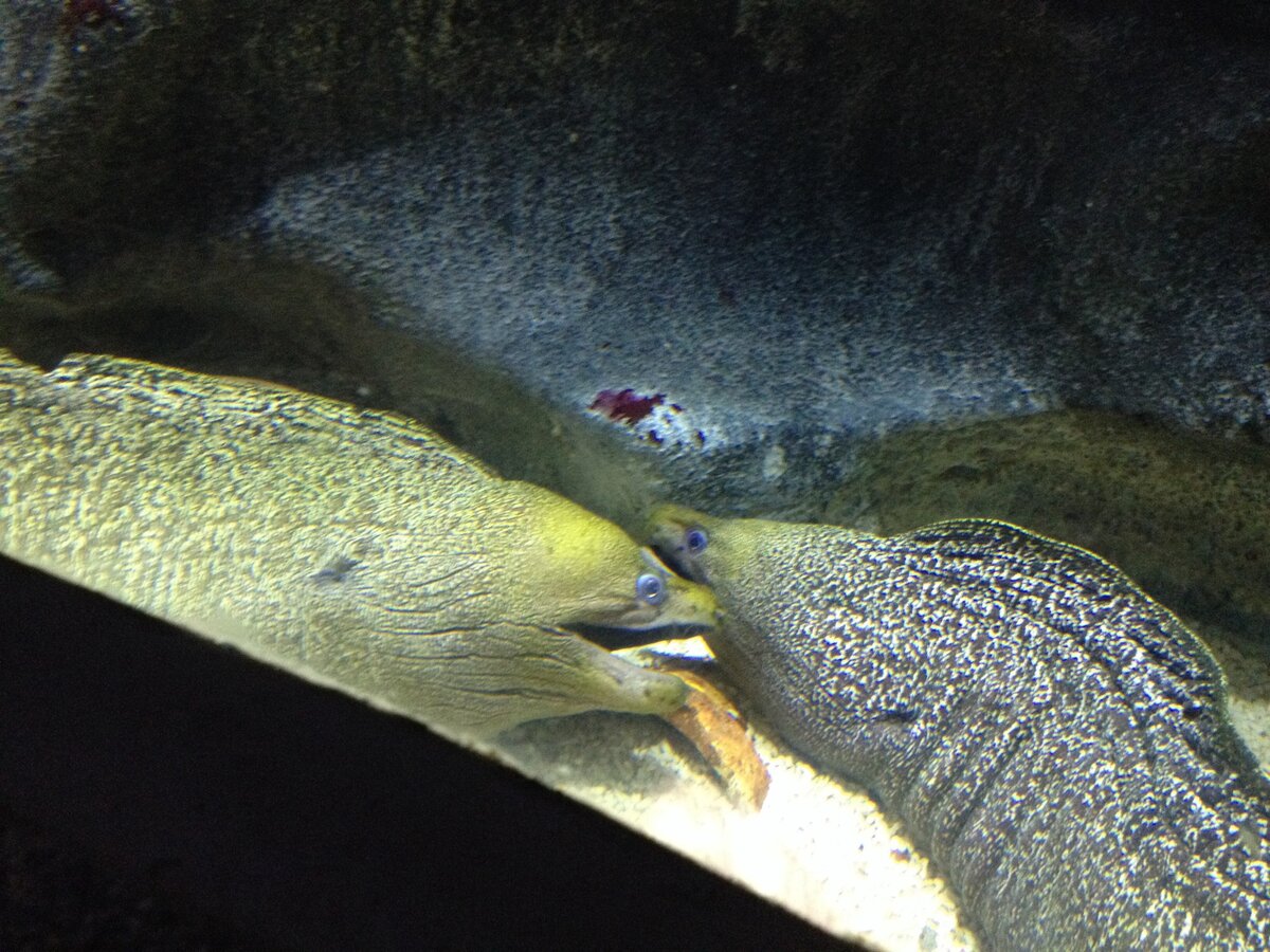 Наблюдать за муренами всегда очень забавно. Фото автора, 2015 год