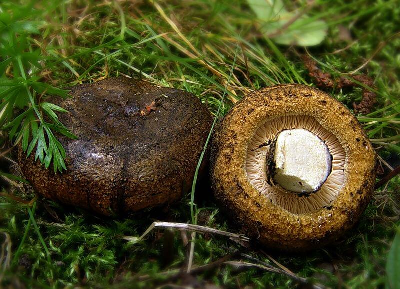 Брать лучше такие - завернутые