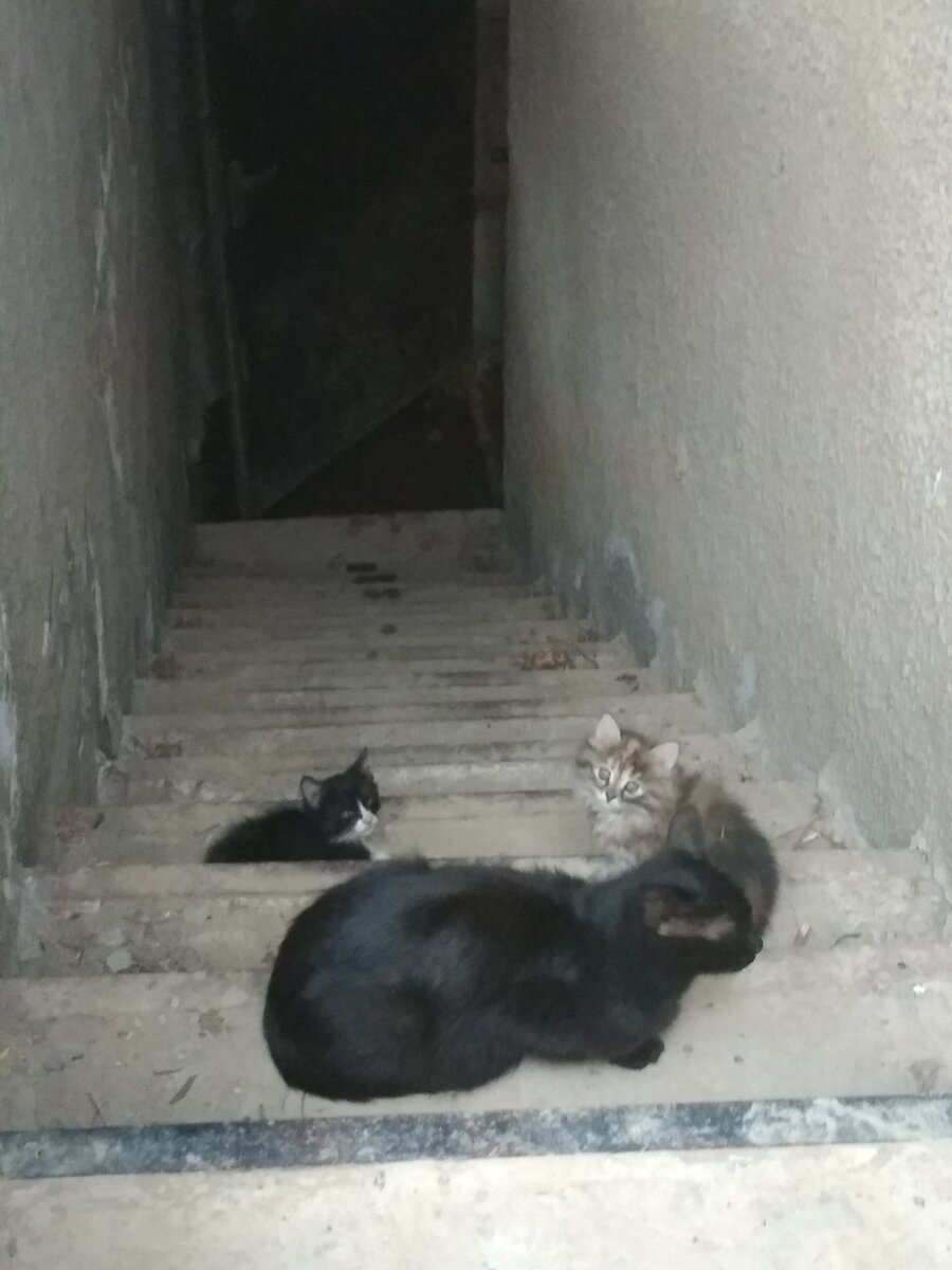 Мама кошка и 2 котенка