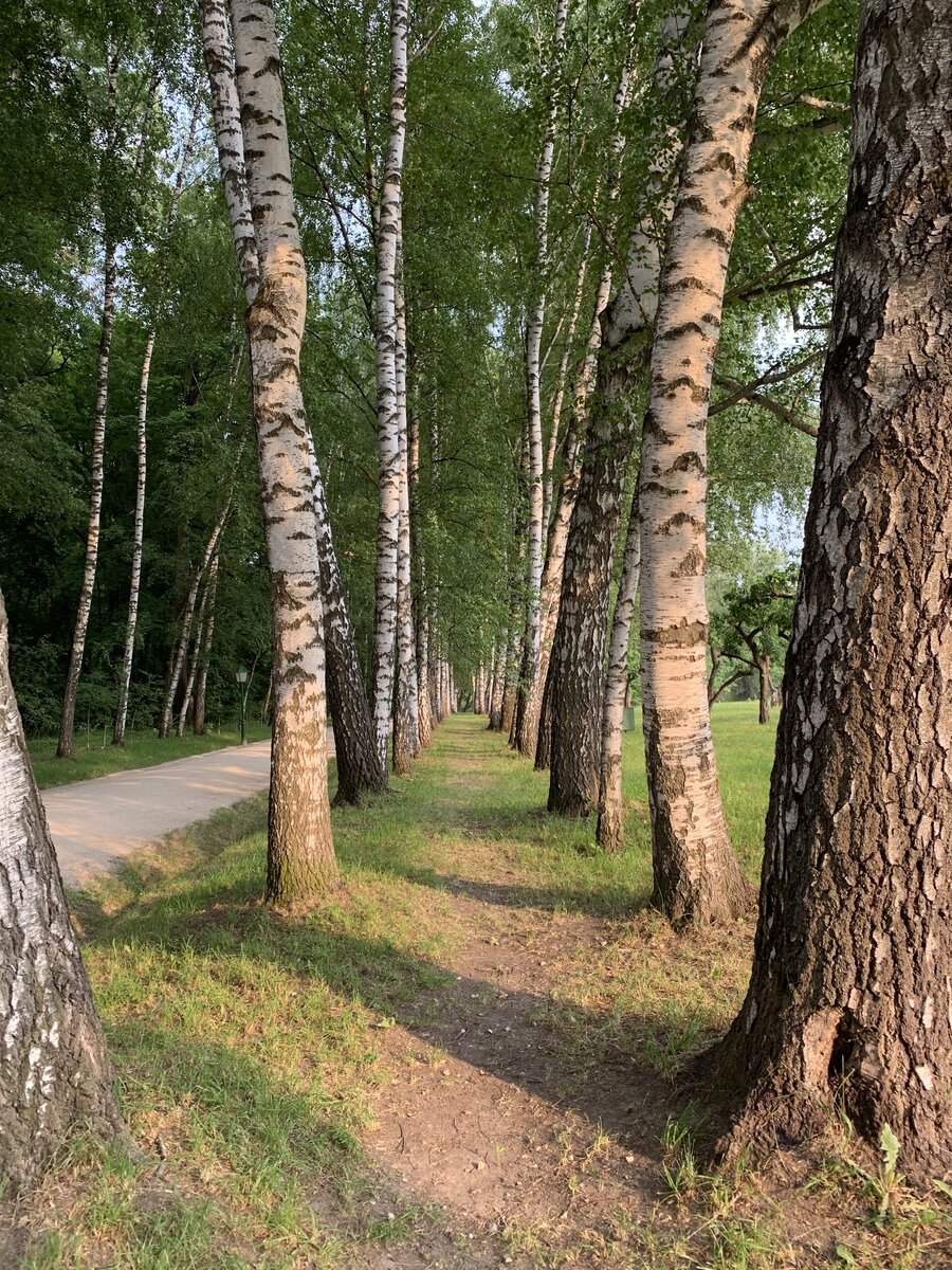 Аллея Прешпект в Ясной Поляне