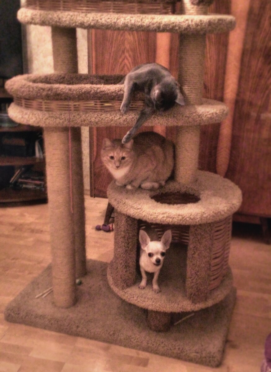 Хороший вариант комплекса для кошек будет включать несколько высоких столбиков для точки когтей