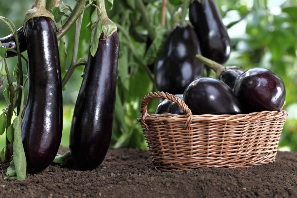 https://fermoved.ru/wp-content/uploads/2018/05/shutterstock_698348239.jpg